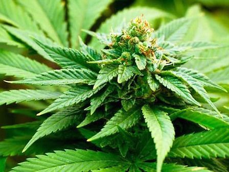 La Puglia ci riprova: progetto di legge per produrre cannabis terapeutica