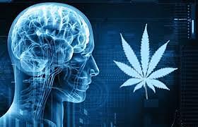 Studio dell&#039;Università di Harvard: la cannabis migliora le capacità cognitive