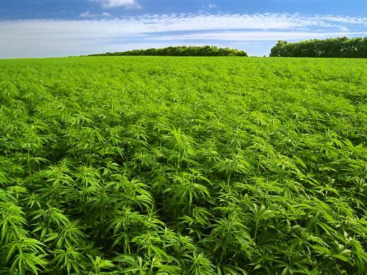 Coltivazione di cannabis in Puglia: sarà la volta buona?