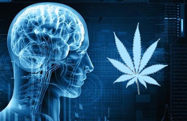 Cancro al cervello: con Thc e Cbd la sopravvivenza dei pazienti aumenta del 30%