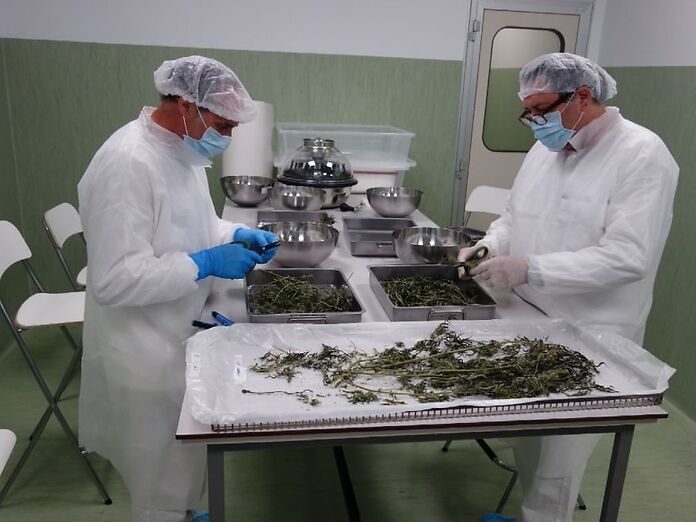 Cannabis terapeutica, il Tar conferma: in Italia la possono produrre solo i militari
