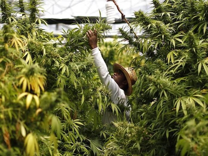 Lo Zambia legalizza la coltivazione di cannabis a scopo medico