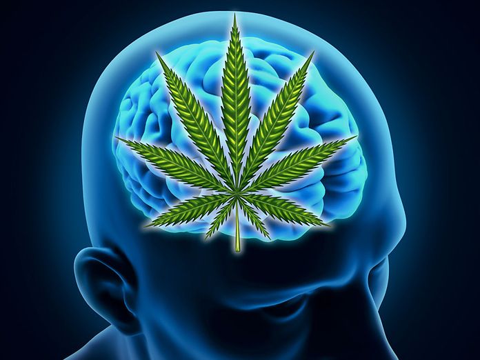 La cannabis potrebbe rallentare il declino cognitivo negli anziani