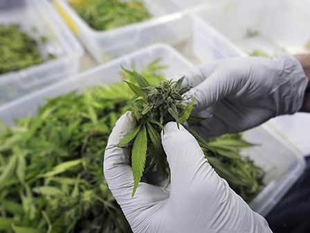 Cannabis, le legge è in vigore: prescrizioni a carico del SSN ed altri enti autorizzati a coltivare