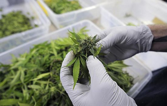 Il primo corso universitario in Italia sulla cannabis in medicina