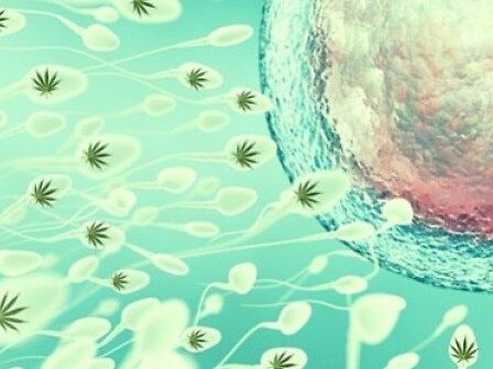 L&amp;#039;importanza degli endocannabinoidi dal concepimento allo svezzamento