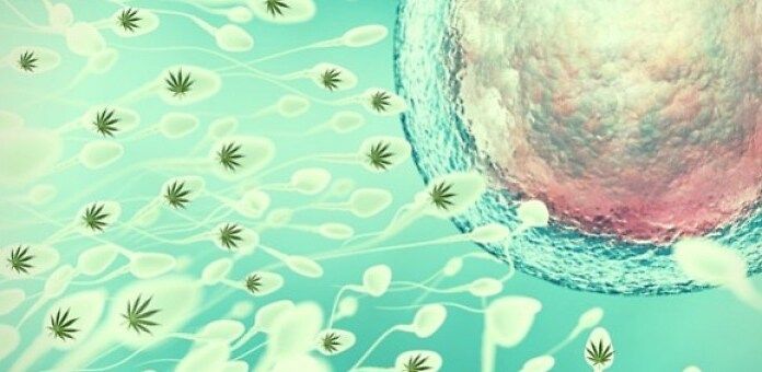 L&#039;importanza degli endocannabinoidi dal concepimento allo svezzamento