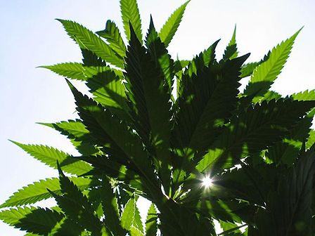 Cannabis terapeutica approvata all&amp;#039;unanimità nelle Marche