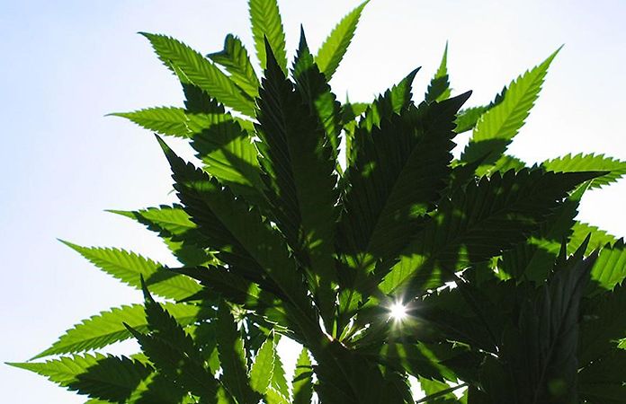 Cannabis terapeutica approvata all&#039;unanimità nelle Marche