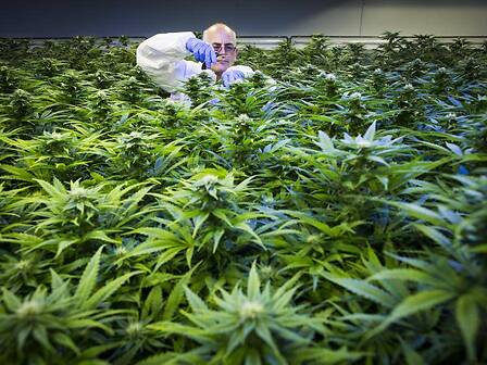 La cannabis canadese sbarca in Portogallo puntando a produrre 62 tonnellate l&amp;#039;anno