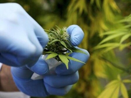 Cannabis: la legge torna in aula, mentre spuntano le coperture per i primi 2 milioni