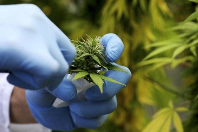 Cannabis: la legge torna in aula, mentre spuntano le coperture per i primi 2 milioni