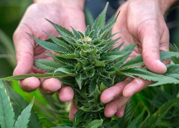 In Canada 10mila pazienti hanno l&#039;autorizzazione per coltivare cannabis