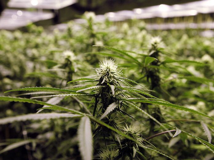 La cannabis per i pazienti è introvabile ma il governo distrugge quella prodotta a Rovigo