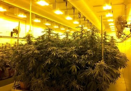 Cannabis italiana disponibile per un paziente su 5: &amp;quot;Dobbiamo importarne di più&amp;quot;