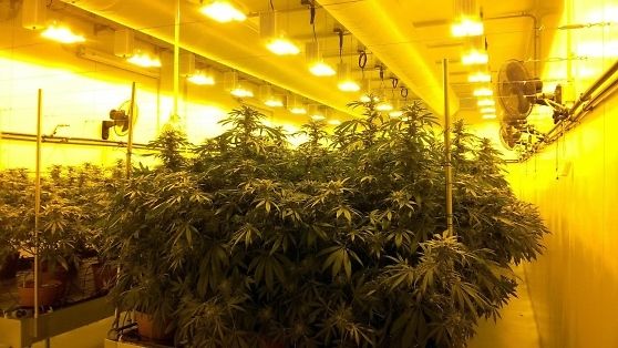 Cannabis italiana disponibile per un paziente su 5: &quot;Dobbiamo importarne di più&quot;