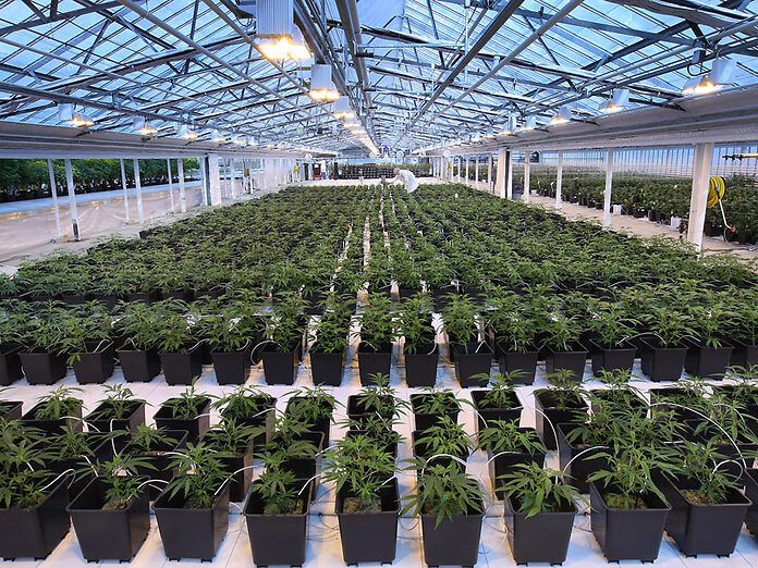 Legge cannabis: prescrizioni a carico del SSN ed altri enti autorizzati a coltivare