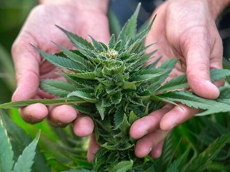 Cannabis come antipsicotico: il CBD potenzialmente efficace nella schizofrenia