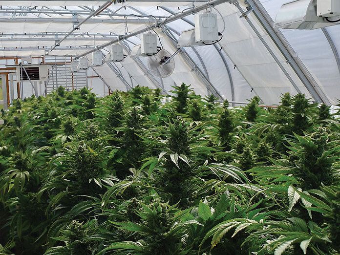Cannabis: &quot;Potenziare la produzione&quot;, 17 associazioni scrivono al governo