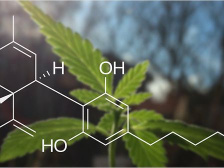 Il CBD può proteggere dagli eventuali rischi del THC