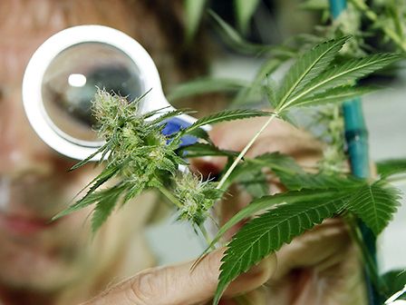 Cannabis non studiata abbastanza? Gli studi scientifici sono quasi 30mila
