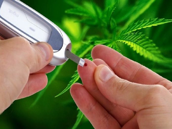L&#039;uso di cannabis è stato associato ad un minor rischio di diabete