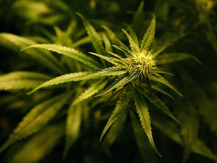 In Lombardia si coltiverà cannabis medica