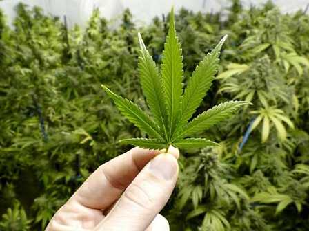 La cannabis è efficace nella spasticità dovuta alla Sclerosi Laterale Amiotrofica