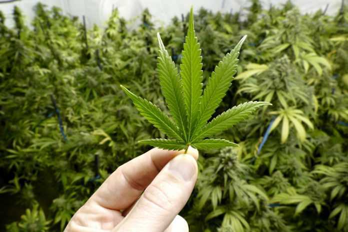 La cannabis è efficace nella spasticità dovuta alla Sclerosi Laterale Amiotrofica