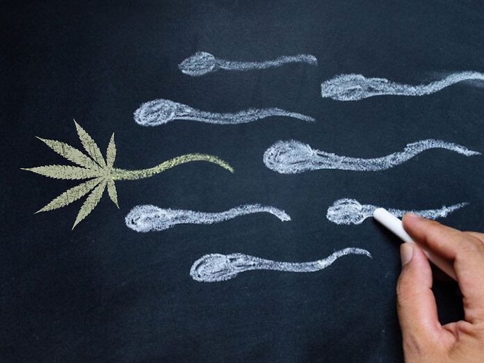 Per i ricercatori di Harvard la cannabis fa aumentare spermatozoi e testosterone