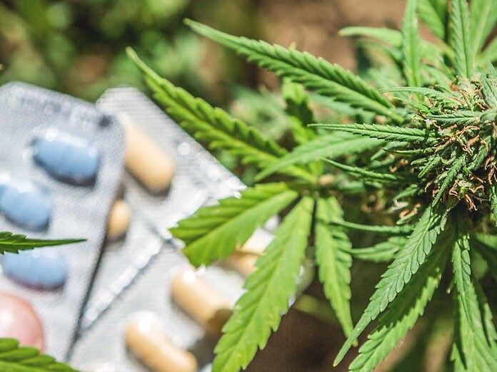 Con la cannabis i pazienti riducono l’uso di altri farmaci, alcol e benzodiazepine