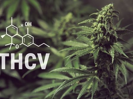 THCV: il prossimo cannabinoide al centro della ricerca scientifica