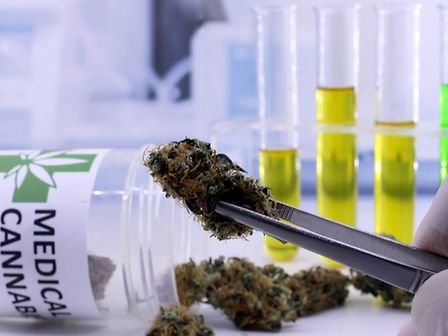 Uno studio clinico per valutare le proprietà anticancro dei cannabinoidi