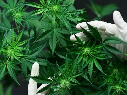 Carenza di cannabis: affetto da tumore sceglie di coltivarla, il giudice lo assolve