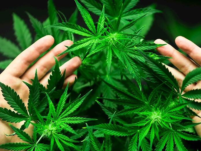 Cannabis terapeutica in Francia: fine di un divieto