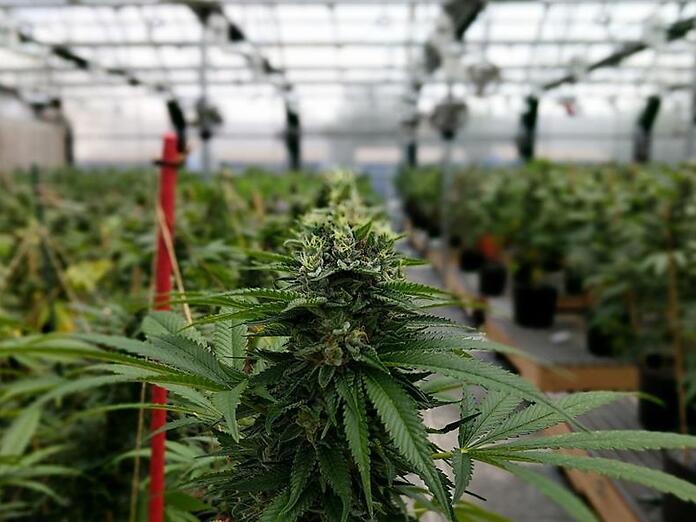 Cannabis e carenza: il governo vuole incrementare la produzione e apre nuovamente ai privati