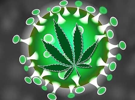 La cannabis per combattere virus e infiammazione: la parola ai ricercatori