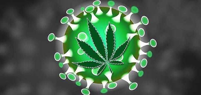 La cannabis per combattere virus e infiammazione: la parola ai ricercatori