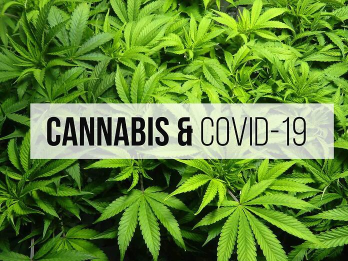 La cannabis potrebbe aiutare i pazienti Covid, anche gravi, ma nessuno la considera