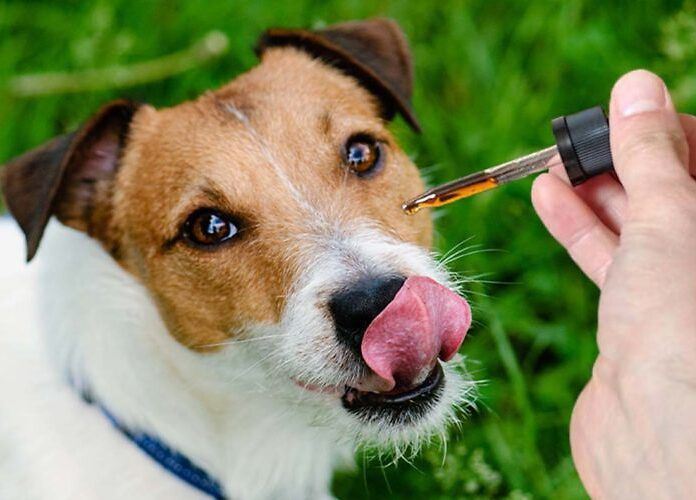 Cannabis e animali: le patologie per le quali può essere utile