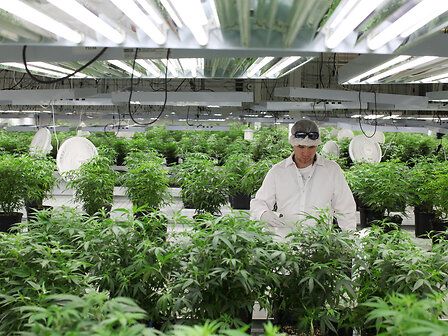 Cannabis: raddoppiati i fondi per produzione e importazione, ora bisogna aprire ai privati