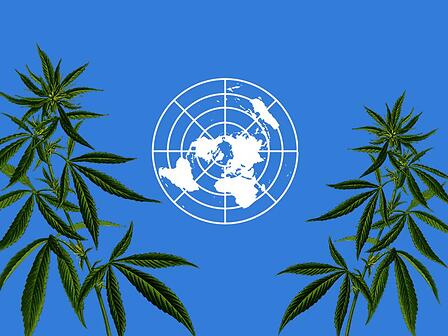 L’ONU riconosce ufficialmente le proprietà mediche della cannabis
