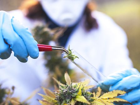 Nuova classe di cannabinoidi scoperta da ricercatori italiani: ecco il THCH e il CBDH