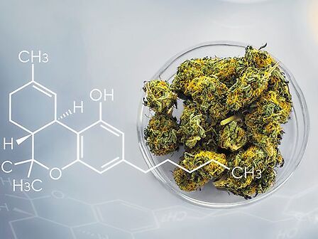 Il 2020 ha fatto segnare il record di studi scientifici sulla cannabis