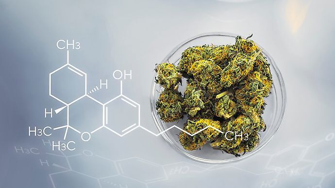 Il 2020 ha fatto segnare il record di studi scientifici sulla cannabis