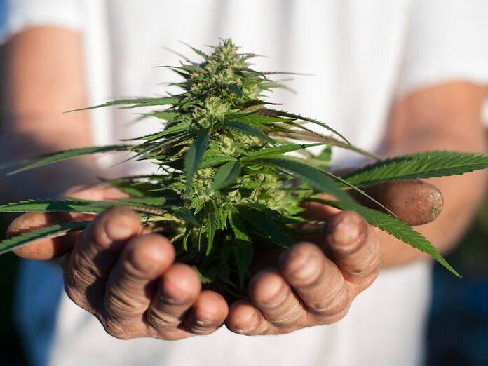 I pazienti canadesi coltivano sempre più cannabis (e i nostri interrompono le cure per la carenza)