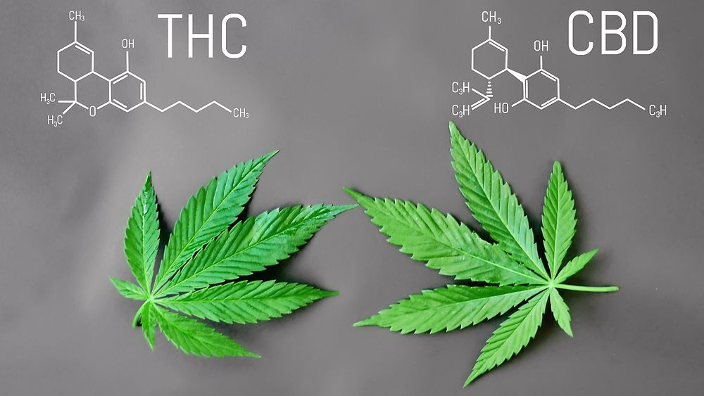 THC da cosa differisce con il CBD? Cannabis Terapeutica THC da cosa differisce con il CBD? Cannabis Terapeutica