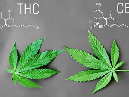 Qual è la differenza tra THC e CBD?