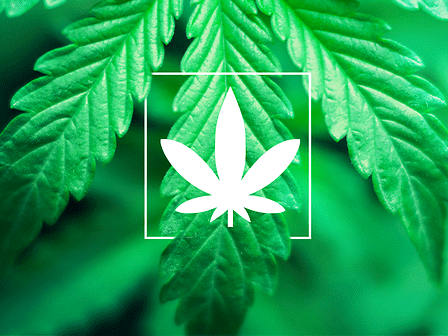 Differenza tra Cannabis Indica e Sativa: facciamo chiarezza