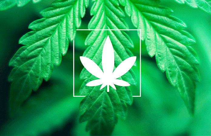 Differenza tra Cannabis Indica e Sativa: facciamo chiarezza